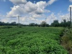 ул. Чапаева (с. Дворец, Житомирский район) - Продається ділянка під забудову, 6700 $ - АФНУ